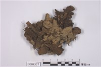 藏品(牛皮葉屬)的圖片